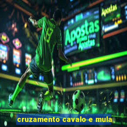 cruzamento cavalo e mula